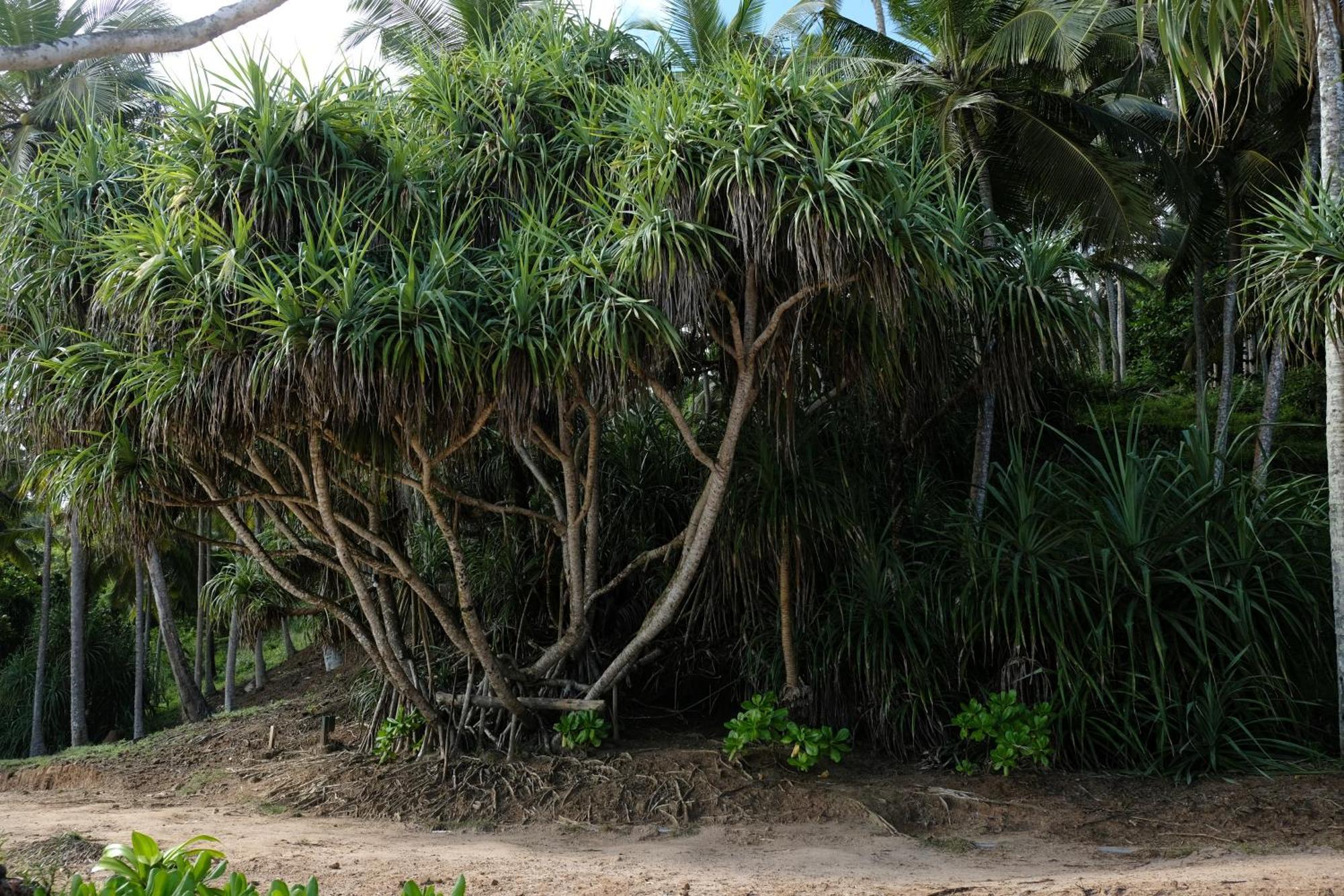 Menaka Homestay Tangalle Dış mekan fotoğraf